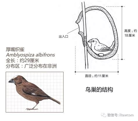 雀的造詞 白虎 穴